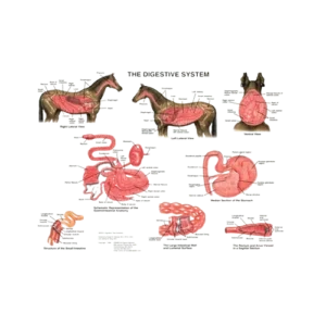 Digestive Tract Anatomy Chart