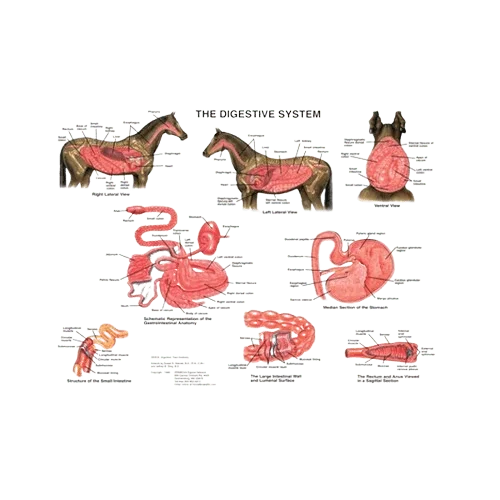 Digestive Tract Anatomy Chart