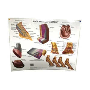 Foot and Hoof Anatomy